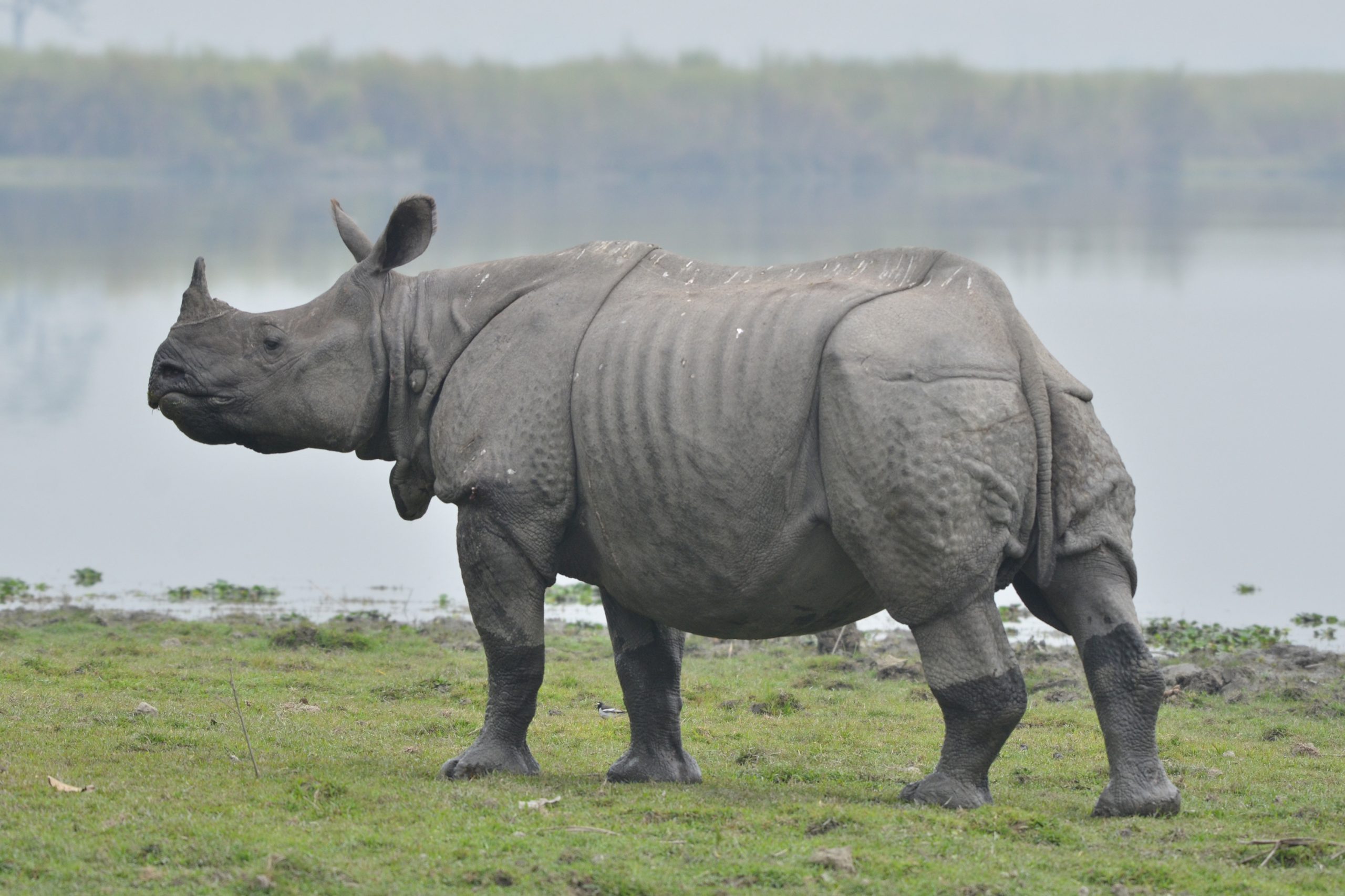 Is Kaziranga National Park the Best Place to Visit in 2026?